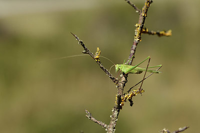 BUITEN BEELD Foto: 385382