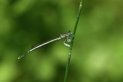 BUITEN BEELD Foto: 385392