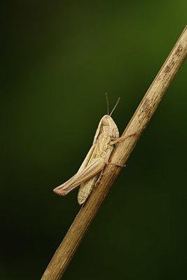 BUITEN BEELD Foto: 385410