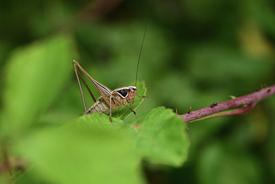 BUITEN BEELD Foto: 385412