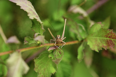BUITEN BEELD Foto: 385414