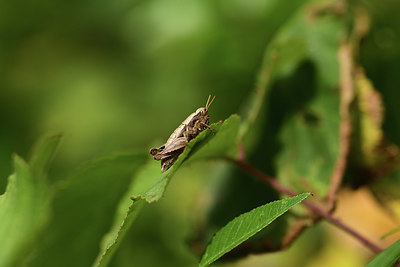 BUITEN BEELD Foto: 385423