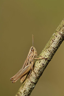 BUITEN BEELD Foto: 385426