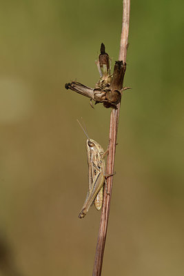BUITEN BEELD Foto: 385427