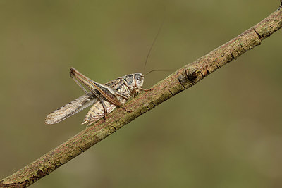 BUITEN BEELD Foto: 385429