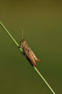 BUITEN BEELD Foto: 385431