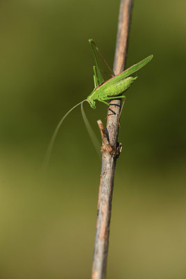 BUITEN BEELD Foto: 385433