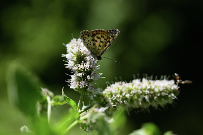 BUITEN BEELD Foto: 385439