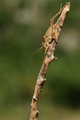 BUITEN BEELD Foto: 385442