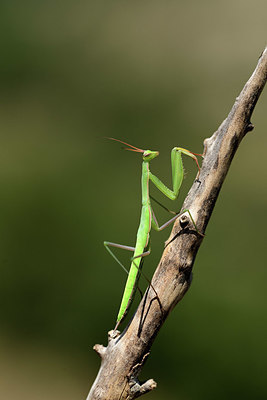 BUITEN BEELD Foto: 385445