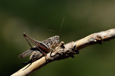 BUITEN BEELD Foto: 385446