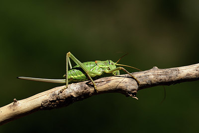 BUITEN BEELD Foto: 385447