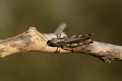 BUITEN BEELD Foto: 385450