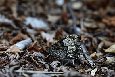 BUITEN BEELD Foto: 385452