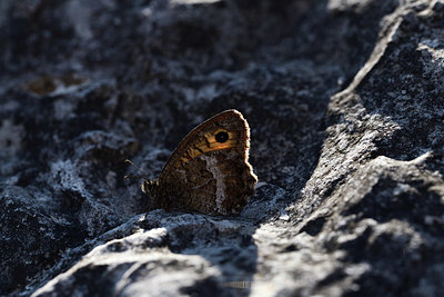 BUITEN BEELD Foto: 385453