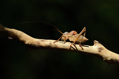 BUITEN BEELD Foto: 385456