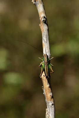 BUITEN BEELD Foto: 385460