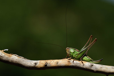 BUITEN BEELD Foto: 385462