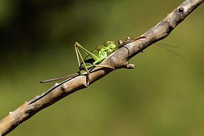 BUITEN BEELD Foto: 385464
