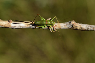 BUITEN BEELD Foto: 385465