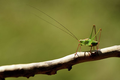 BUITEN BEELD Foto: 385466