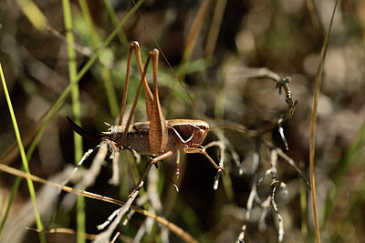 BUITEN BEELD Foto: 385474