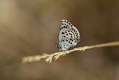 BUITEN BEELD Foto: 385478