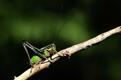 BUITEN BEELD Foto: 385480