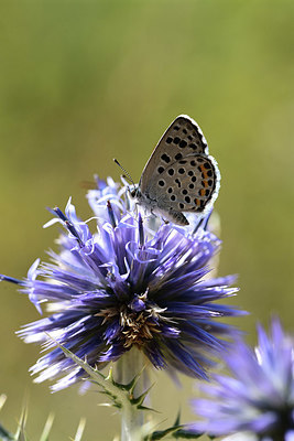 BUITEN BEELD Foto: 385482