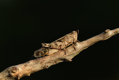BUITEN BEELD Foto: 385499
