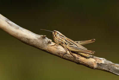 BUITEN BEELD Foto: 385521