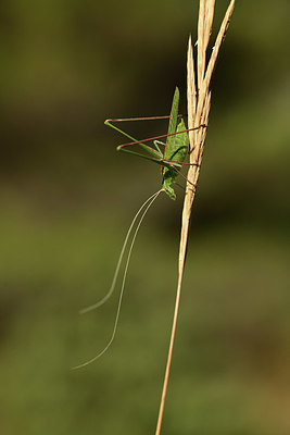 BUITEN BEELD Foto: 385537