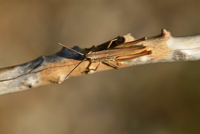 BUITEN BEELD Foto: 385539