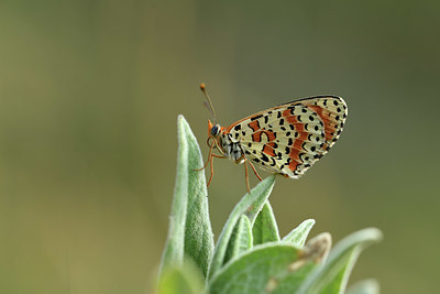 BUITEN BEELD Foto: 385540