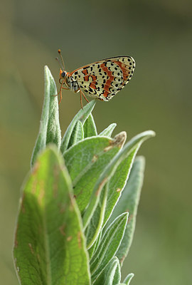 BUITEN BEELD Foto: 385541