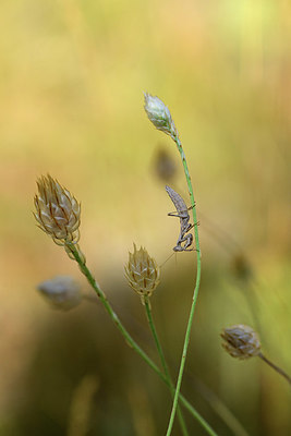 BUITEN BEELD Foto: 385545