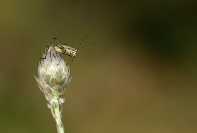 BUITEN BEELD Foto: 385551