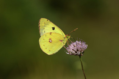 BUITEN BEELD Foto: 385552