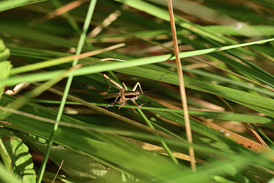 BUITEN BEELD Foto: 385556