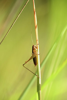 BUITEN BEELD Foto: 385557