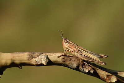 BUITEN BEELD Foto: 385558
