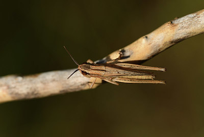 BUITEN BEELD Foto: 385559