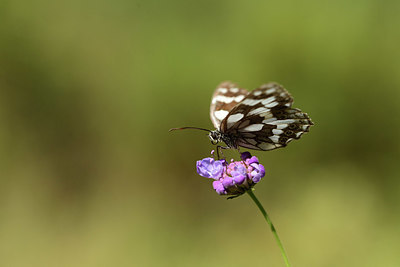 BUITEN BEELD Foto: 385560
