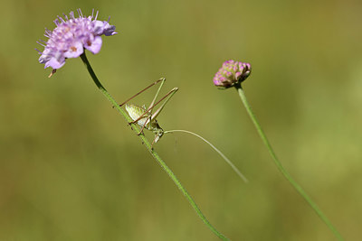 BUITEN BEELD Foto: 385561