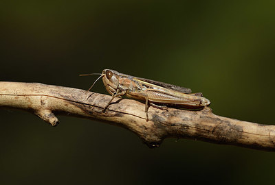 BUITEN BEELD Foto: 385566