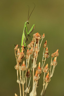 BUITEN BEELD Foto: 385567