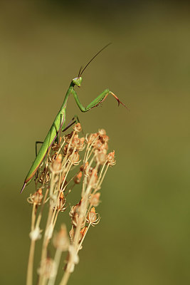 BUITEN BEELD Foto: 385569