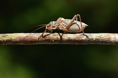 BUITEN BEELD Foto: 385571