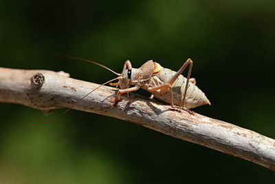 BUITEN BEELD Foto: 385572