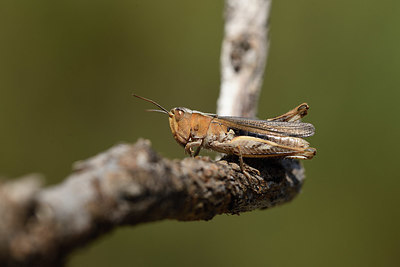 BUITEN BEELD Foto: 385574